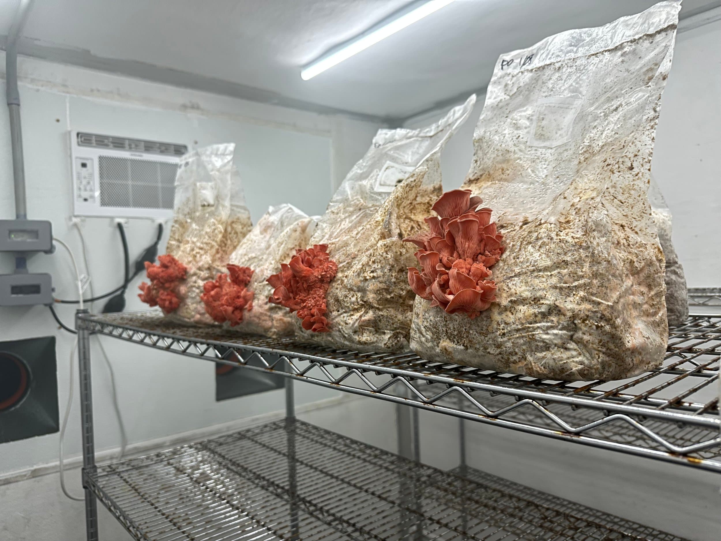MushLoon cultivation facility