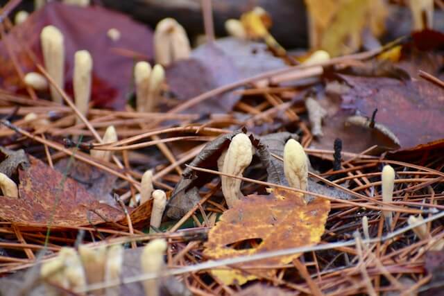 Cordyceps mushroom
