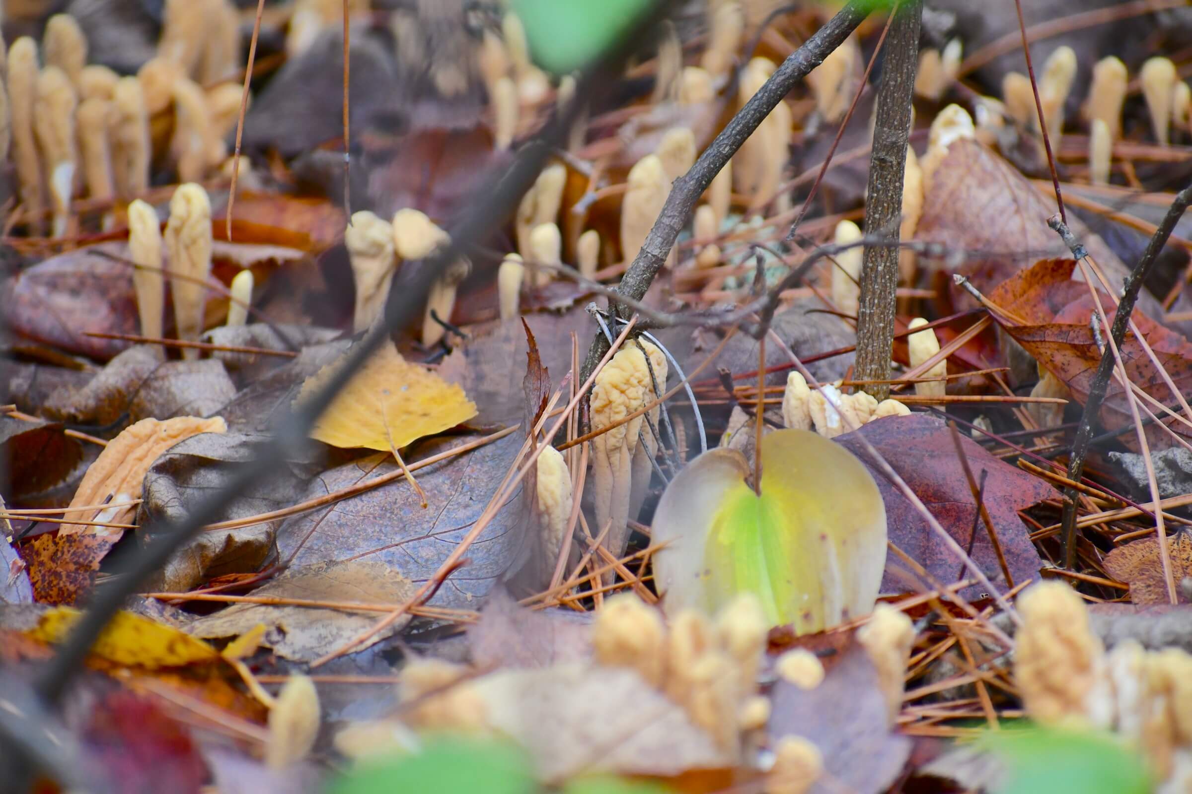 Cordyceps mushroom growing in nature