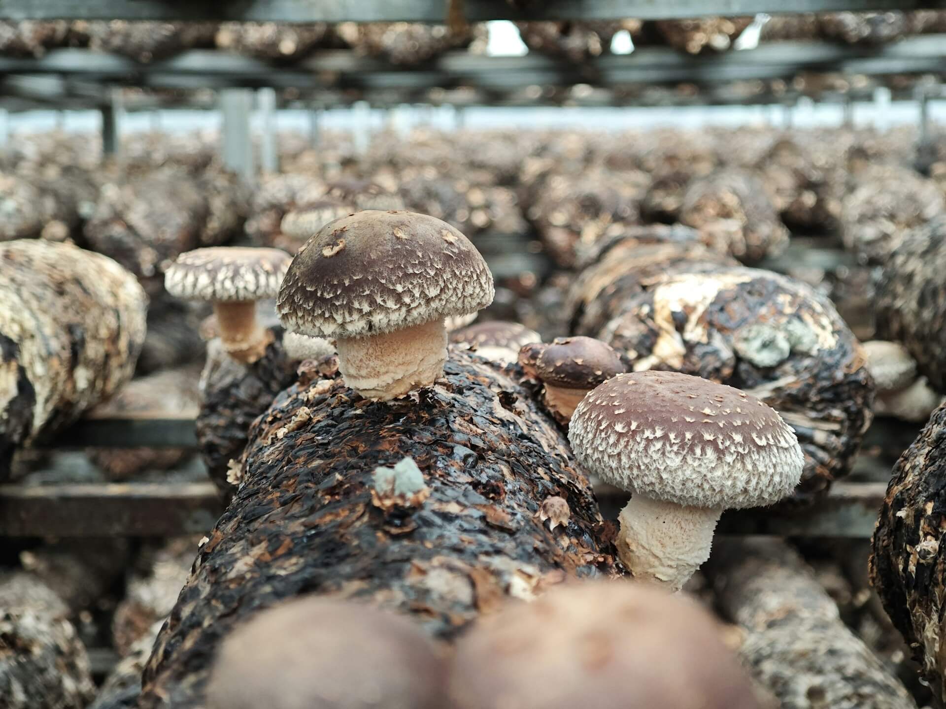 Scientific research on medicinal mushrooms