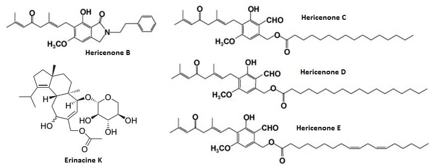 Molecular structure of bioactive compounds in Lion's Mane