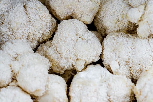 Lion's Mane mushrooms clustered together