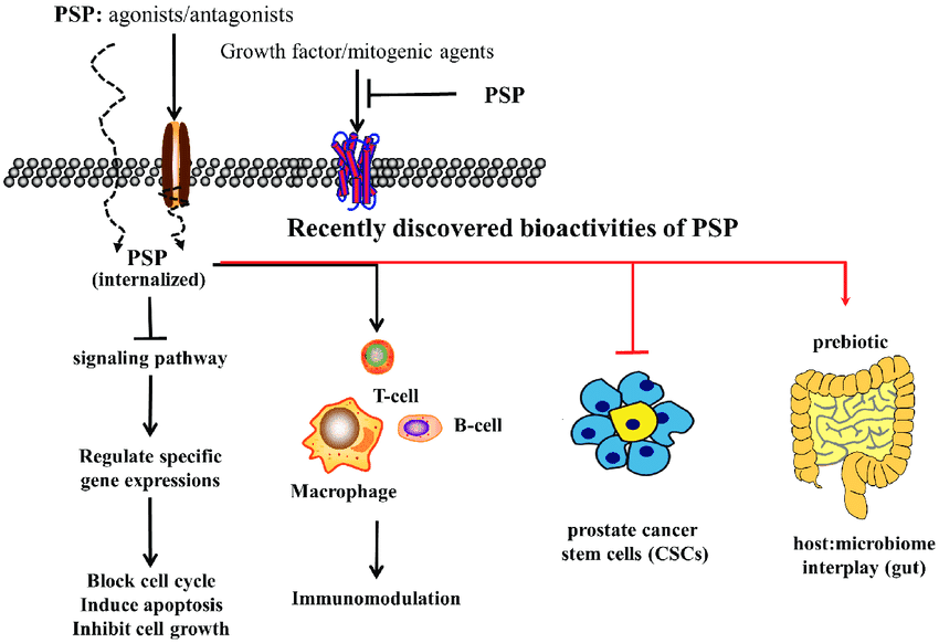 Diagram showing how PSP interact with immune cells