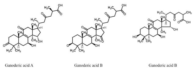 Molecular structure of triterpenes in Reishi
