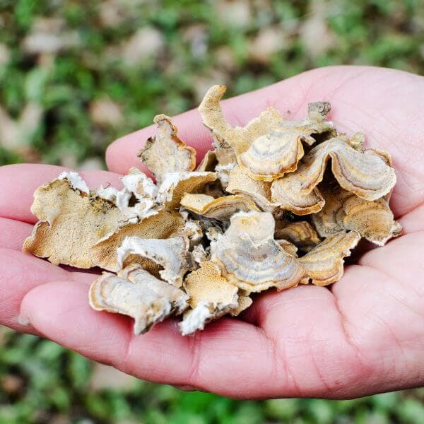 Harvested Turkey Tail in a hand