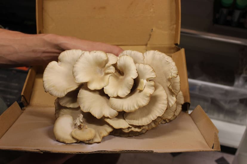 Oyster mushrooms breaking down pollutants in soil