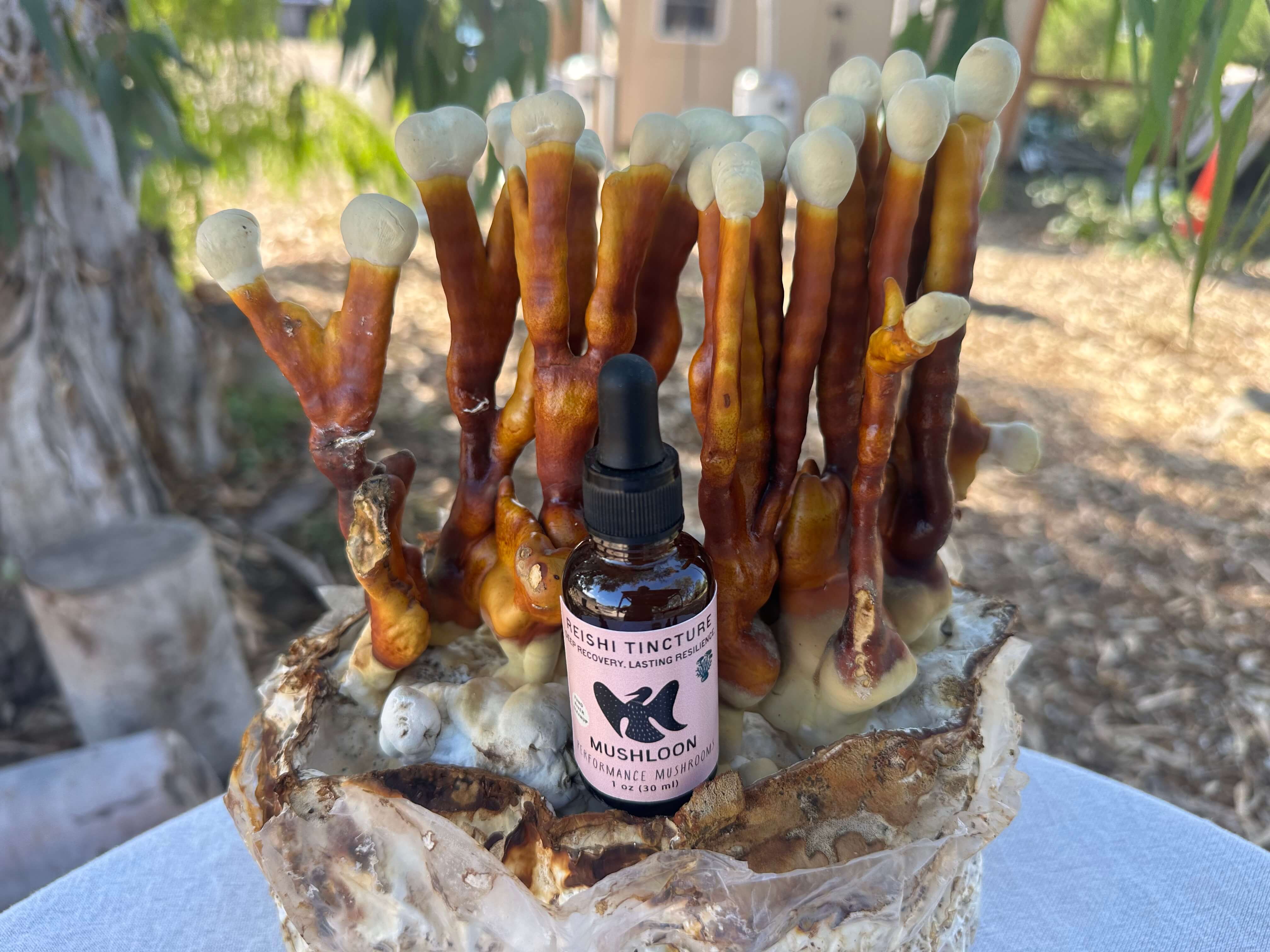 Reishi mushroom block with a MushLoon reishi tincture